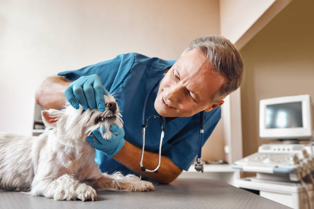 Best Broken Tooth Emergency  in New Madison, OH
